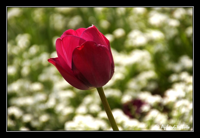 022 Fleurs